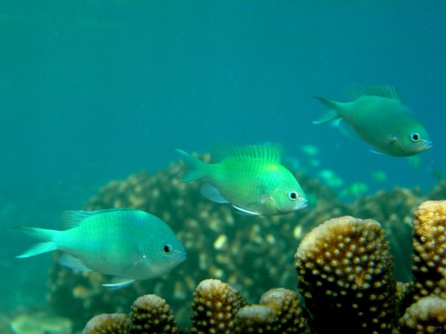 08- Chromis bleu-vert 